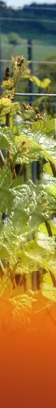 vignes