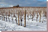 vignes hiver