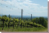 vignes