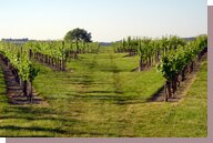 vignes