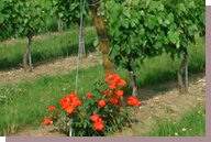 vignes printemps