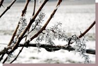 vignes hiver
