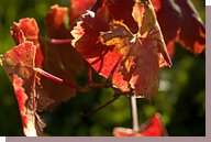 vignes automne