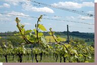 vignes