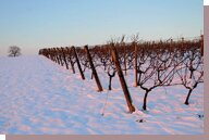 vignes en hiver